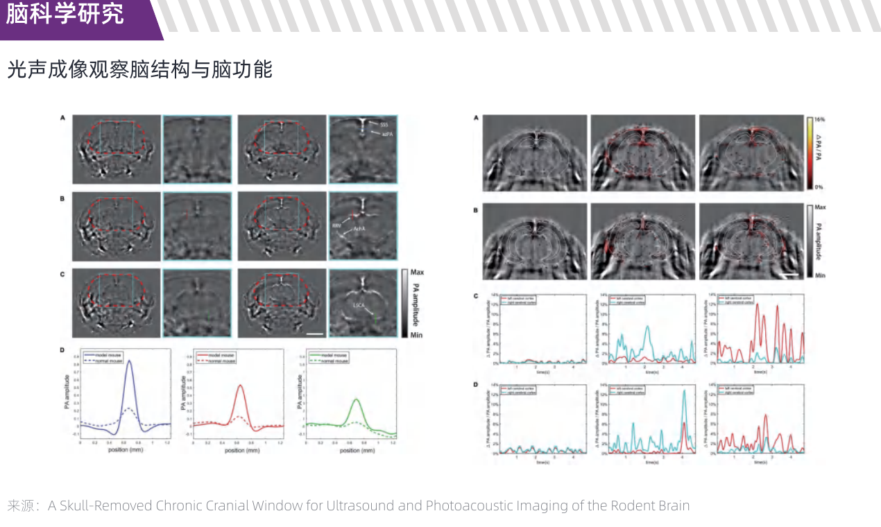 脑科学研究成像